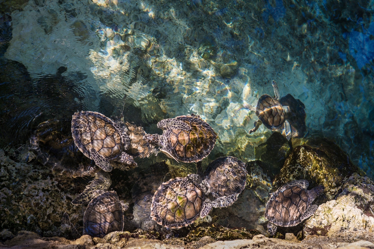 sea turtles akumal
