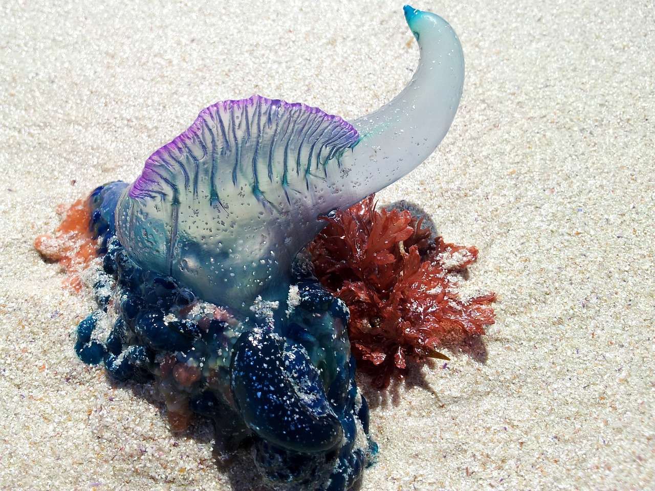 Portuguese Man o’ War cozumel beaches