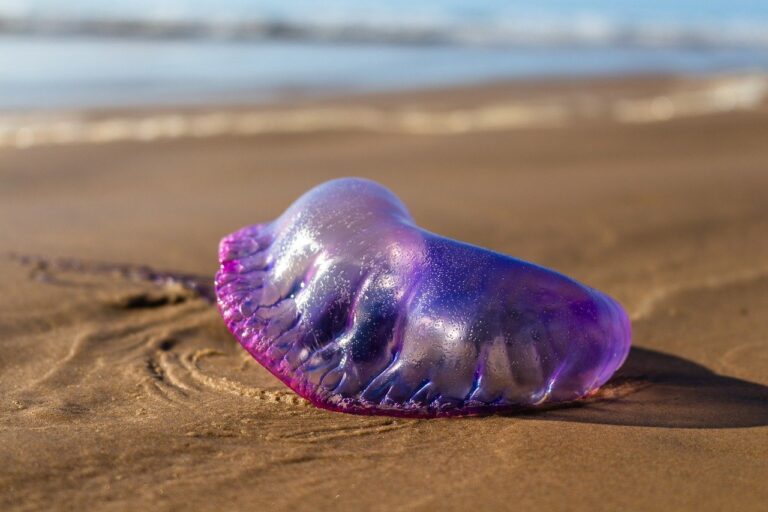 The Invisible Threat at These Mexican Caribbean Beaches: Portuguese Man o’ War