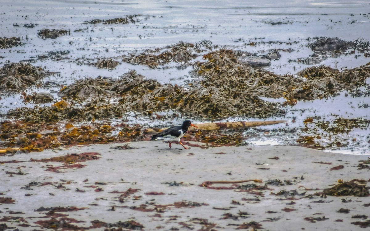 sargassum in cancun