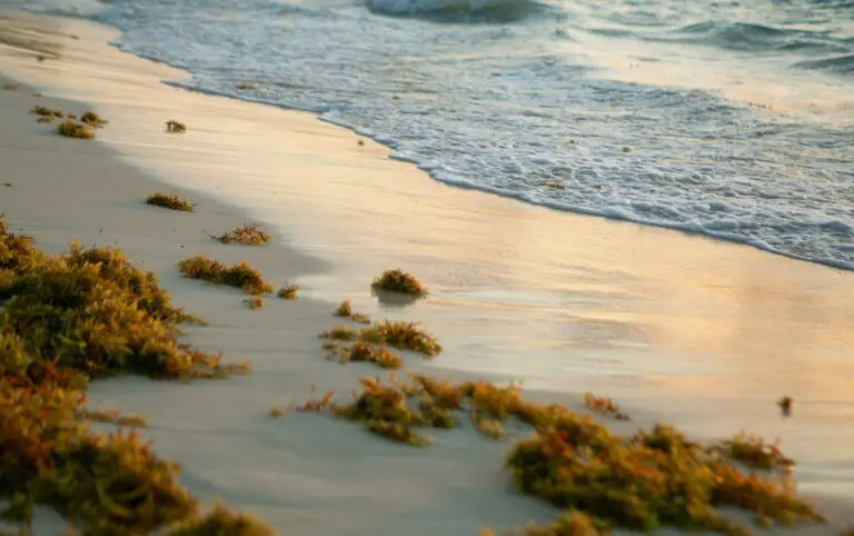 Avoid the Seaweed Scare: Top 8 Pristine Beaches in Mexico Without Sargassum