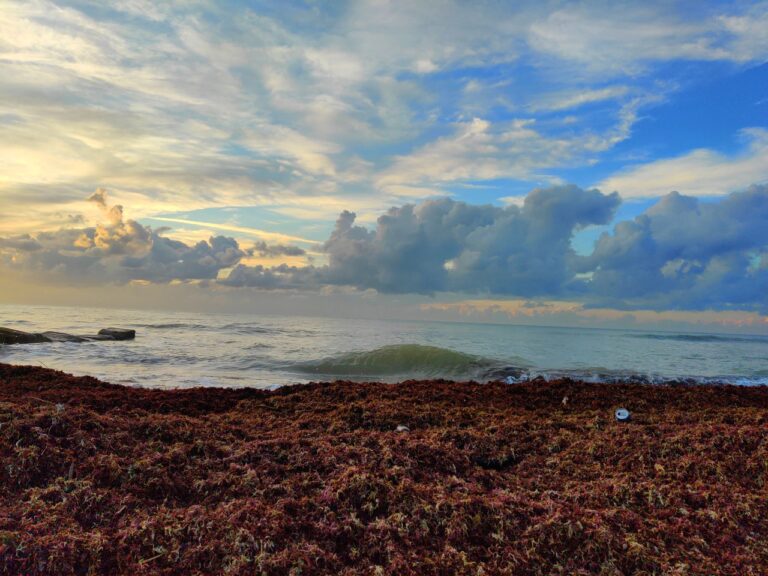 Eco Disaster Looms: Half a Million Tons of Sargassum to Hit Mexican Caribbean