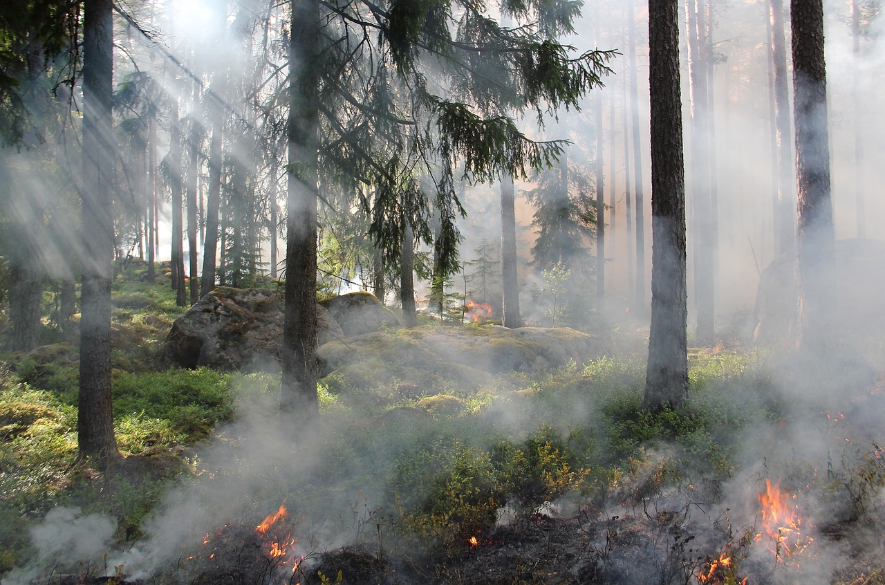 forest fire cancun