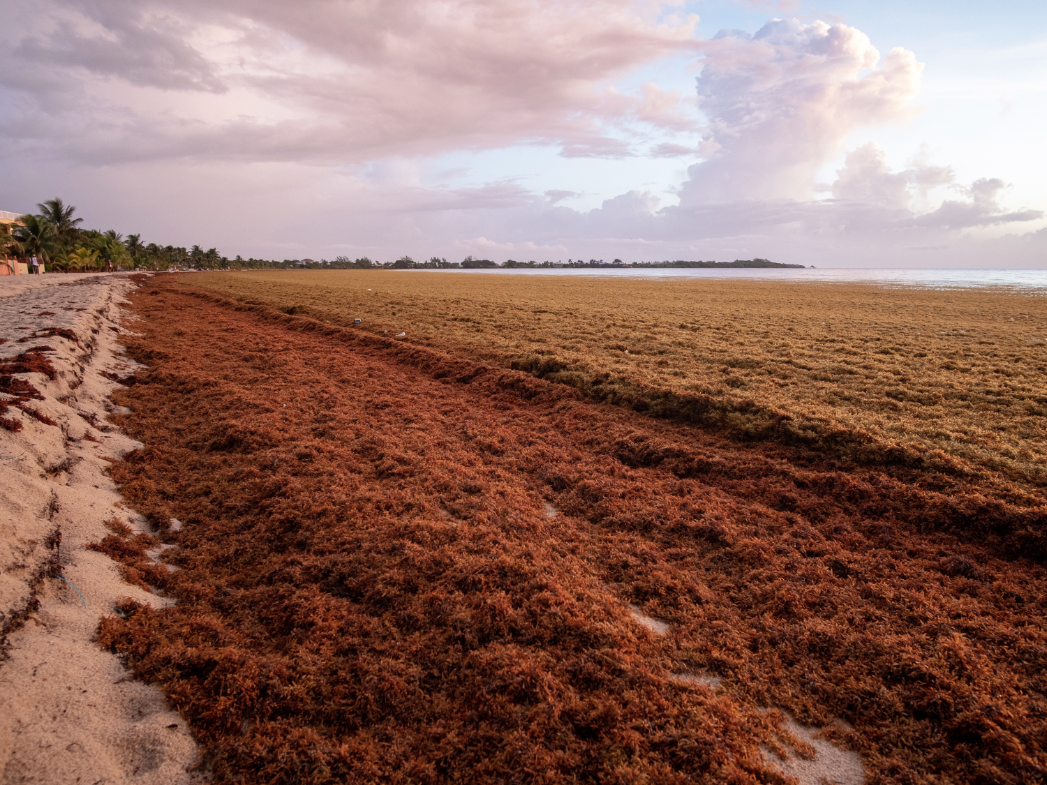sargassum in cancun