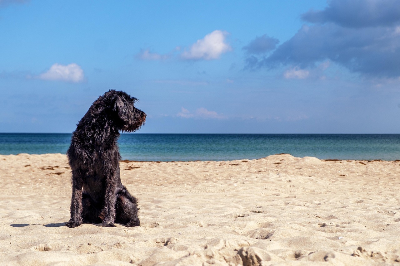 dog friendly beaches cancun