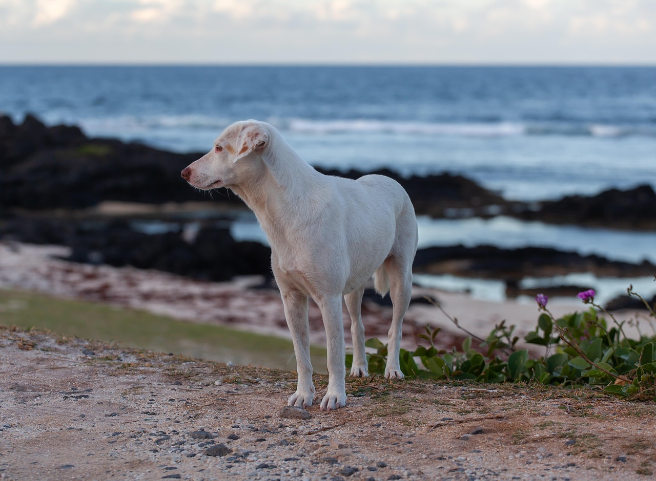 dogs on cancun beach