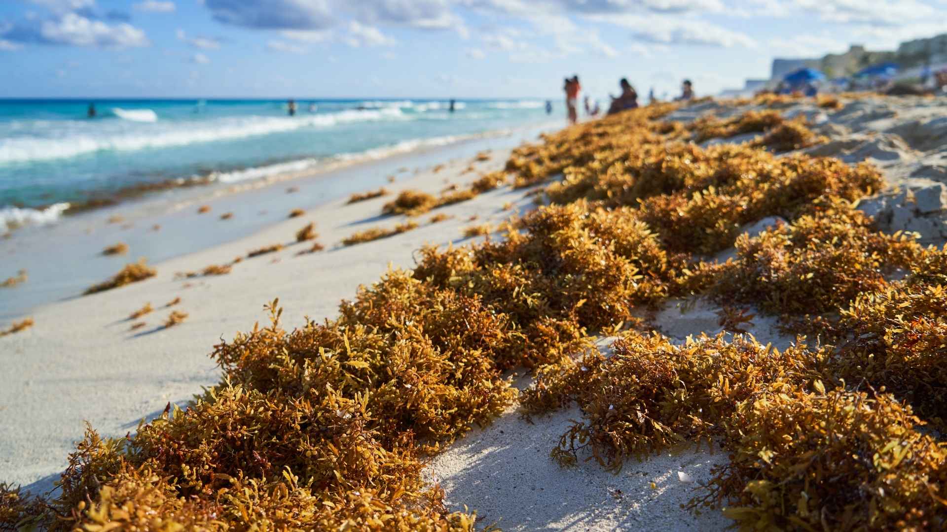 sargassum season in cancun