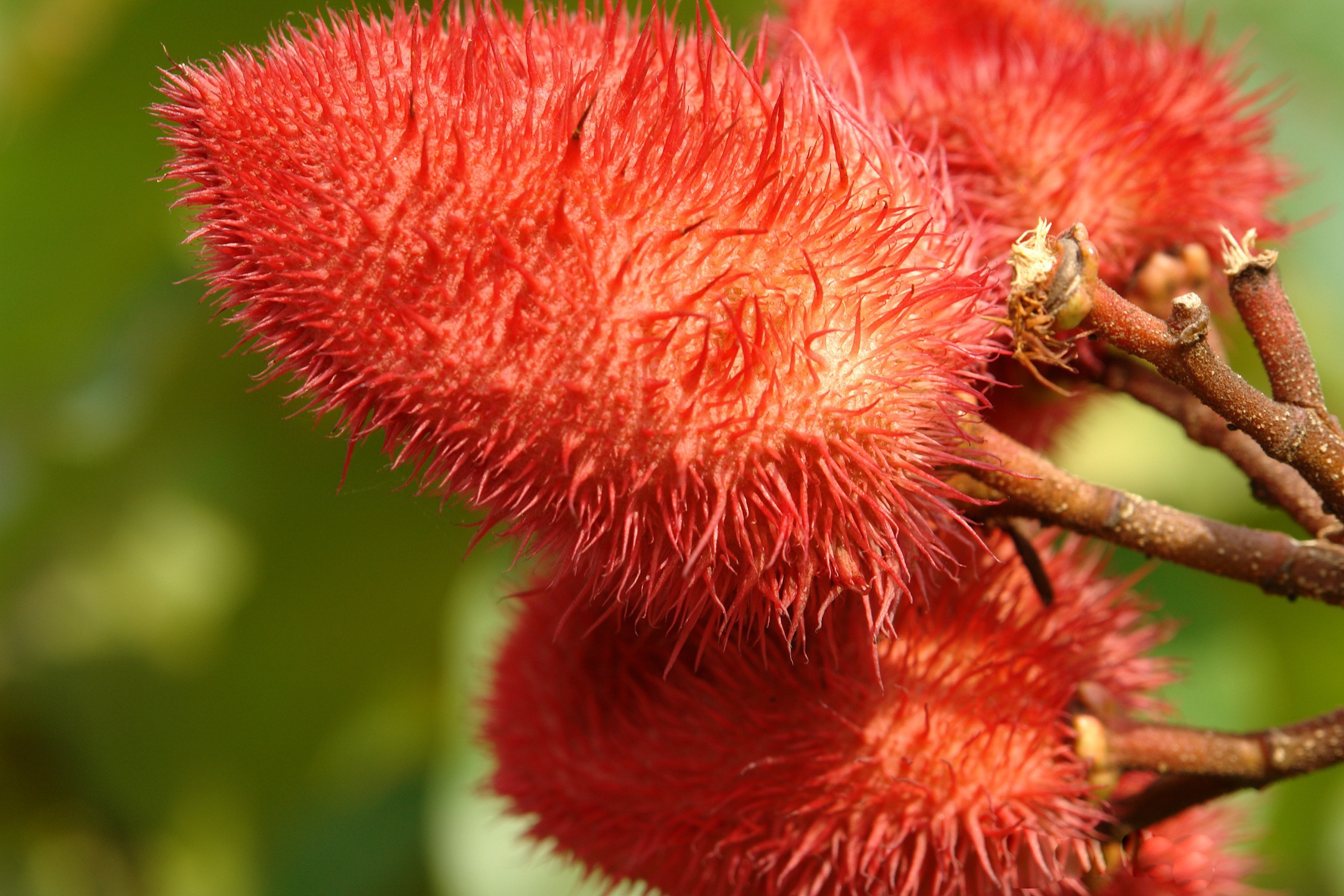 ACHIOTE FLOWER